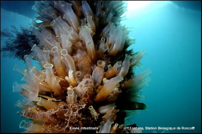 Ciona intestinalis