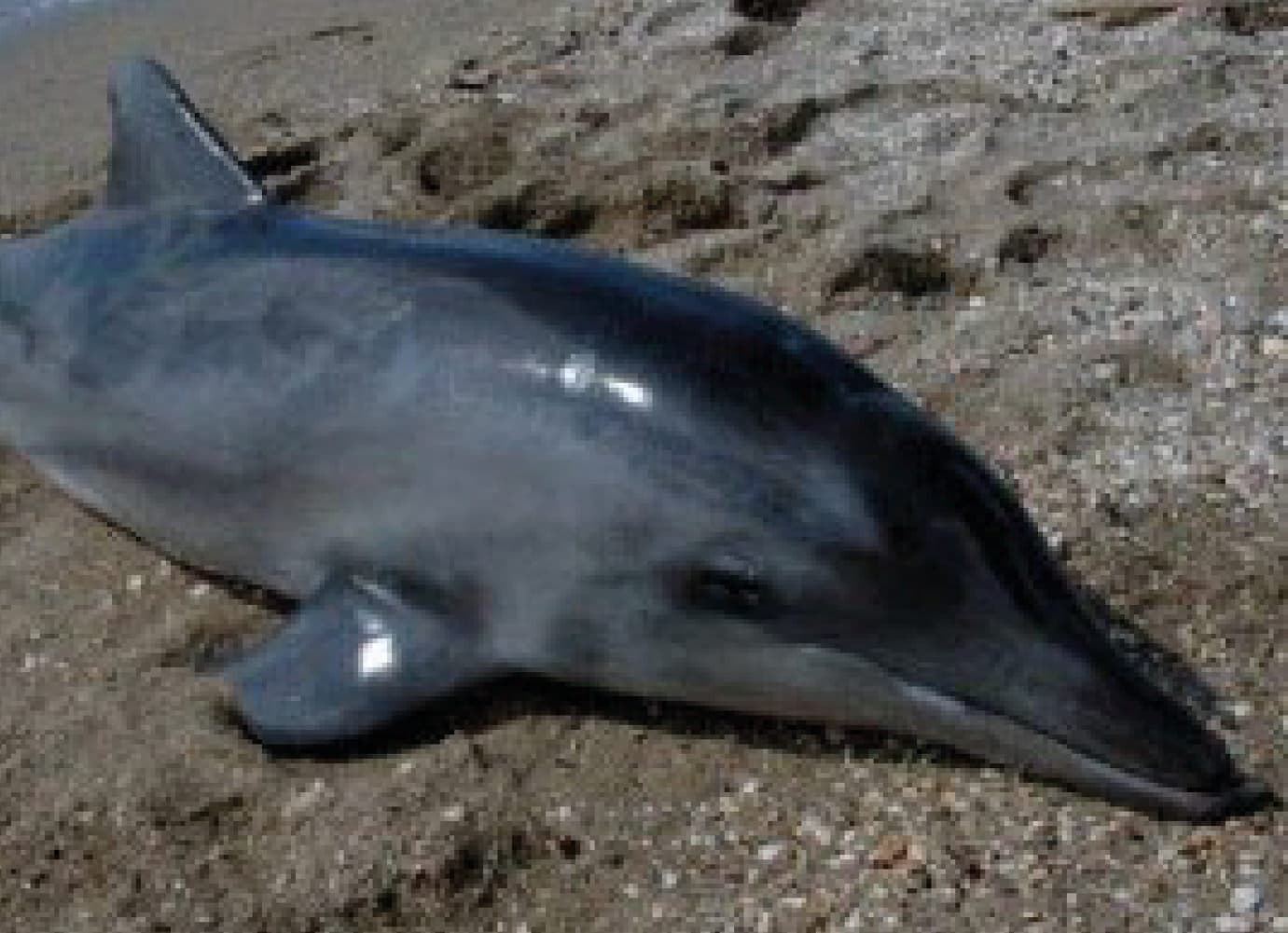 דולפין תלום שן | צילום: אביעד שיינין, מחמ״לי
