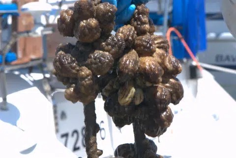 Styela plicata