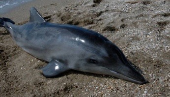 דולפין תלום שן