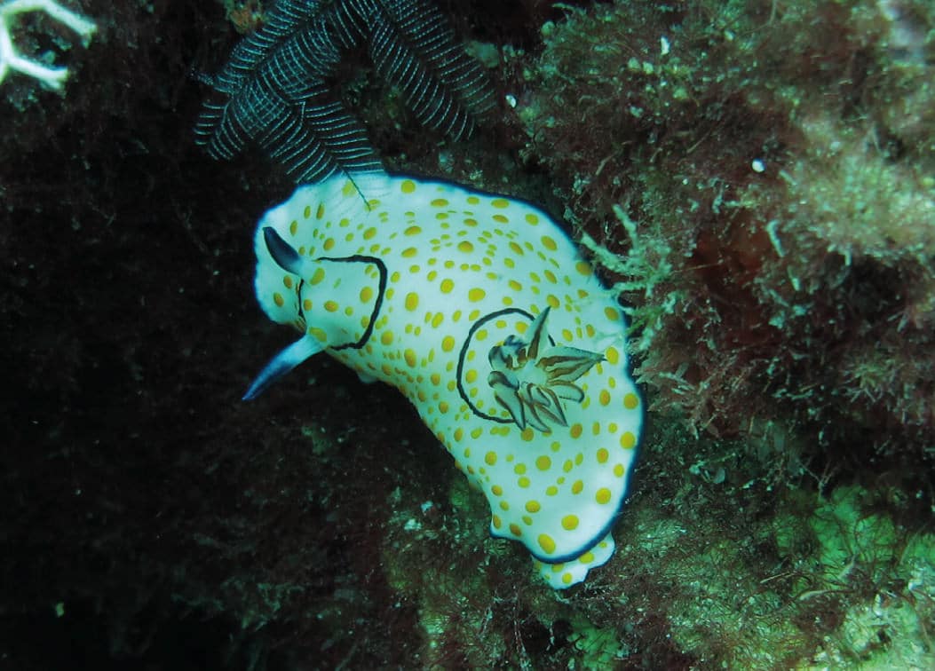 חשופית מהמין חיננית הים Goniobranchus annulata. מעליה ניתן לראות אורגניזם דמוי נוצה, מקבוצת ההידרוזואה | צילום: תמר פלדשטין
