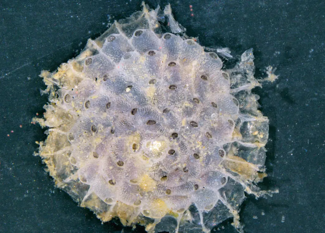חי- טחב (Bryozoa) - חסר חוליות מושבתי ישיב. בזכות השלד הגירני מהווים חלק ממיני החי-טחביים ״בוני סלע״ משמעותיים ובכך תורמים למורכבות המצע ומשפיעים על מגוון המינים בבית הגידול. ניזונים מחלקיקי מזון זעירים אותם הם מסננים מהמים | צילום: מעבדת רילוב, חיא״ל