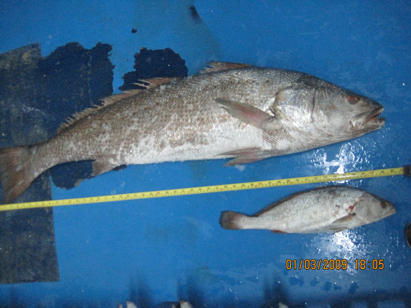 מוסר ים: למעלה- דג בוגר במשקל 20 ק