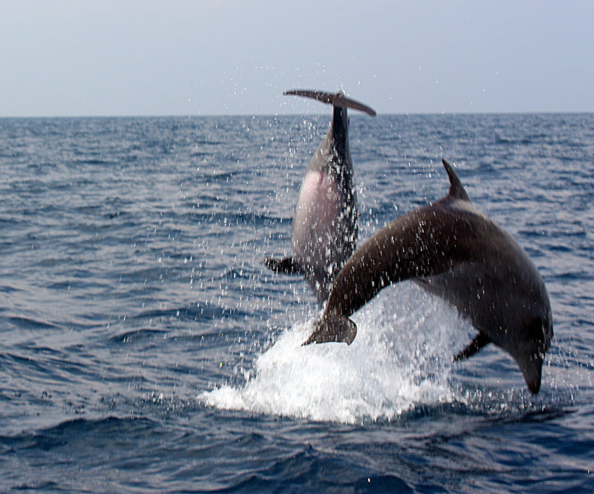 דולפינים בשמורת ים אבטח