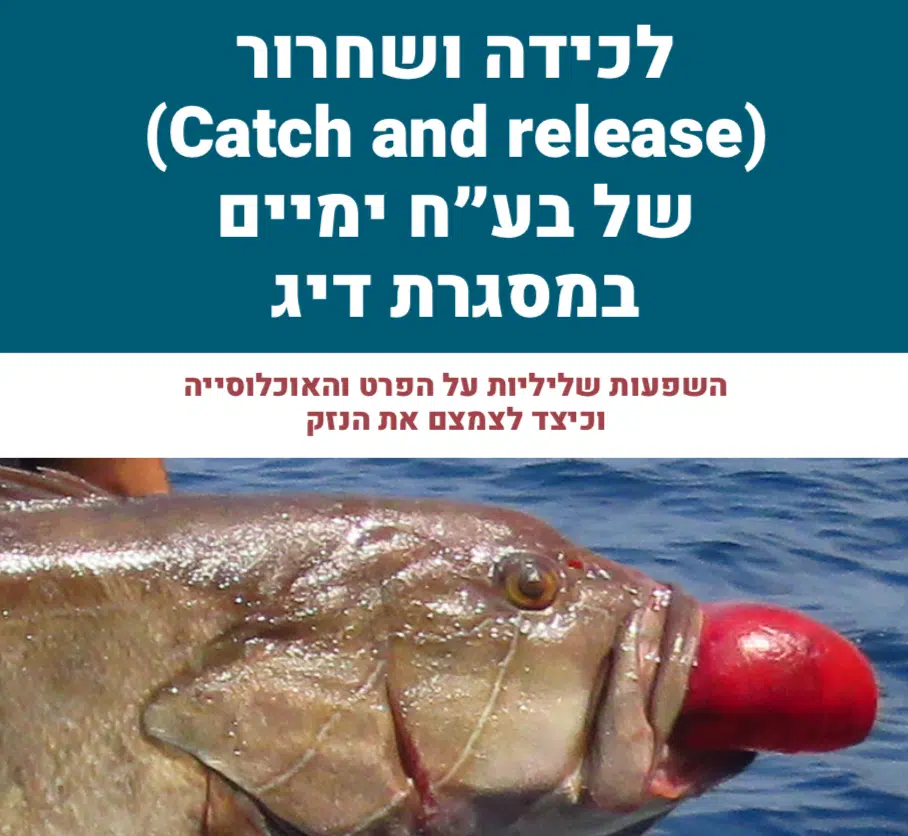 שער חוברת לכידה ושחרור