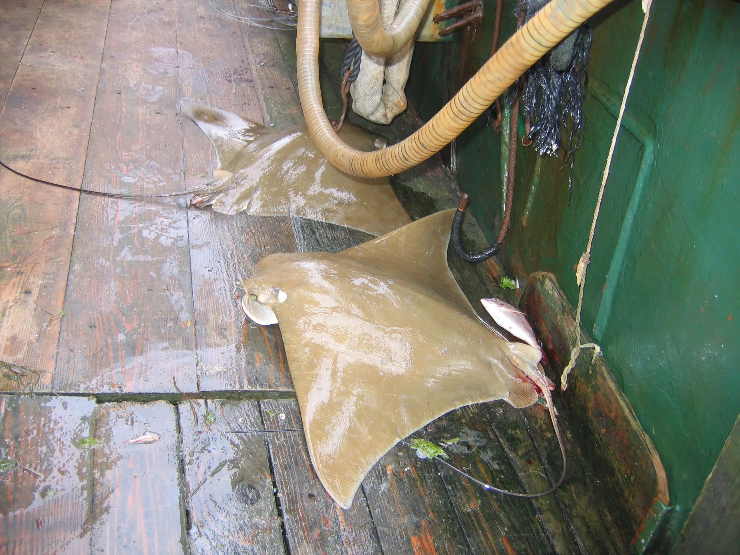 A sting ray on a bottom trawler. Photo: Aviad shainin