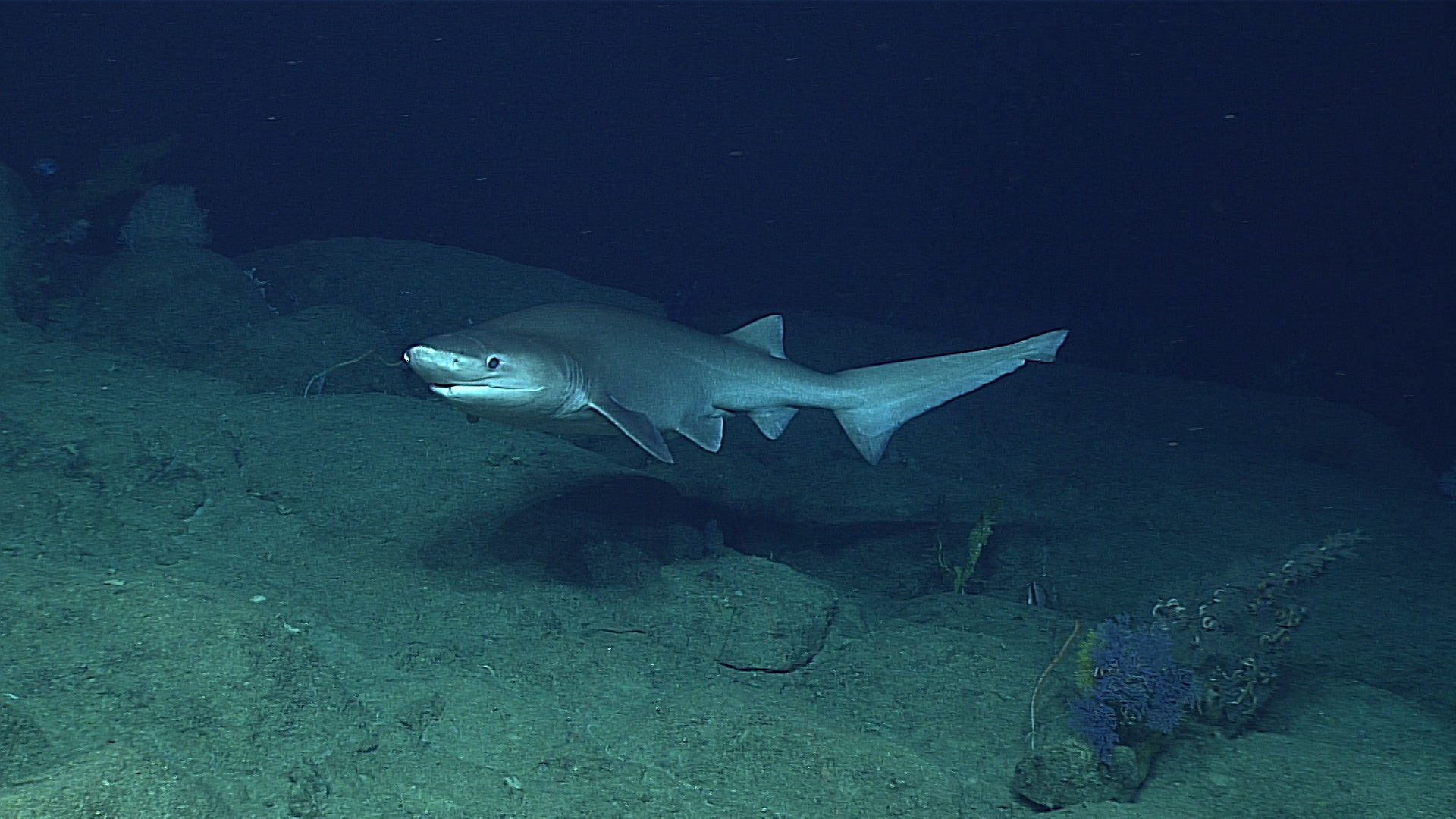 כריש שש זם from USA NOAA Ocean Explorer 