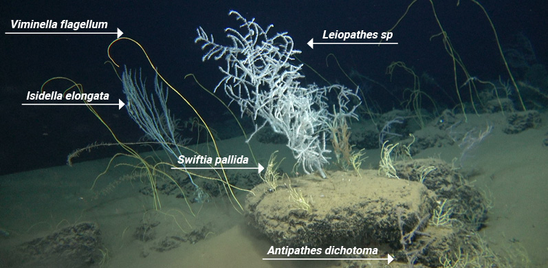 מגוון אלמוגים בהפרעת פלמחים