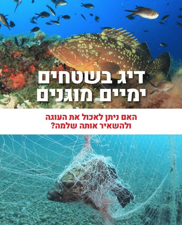 דיג בשטחים ימיים מוגנים