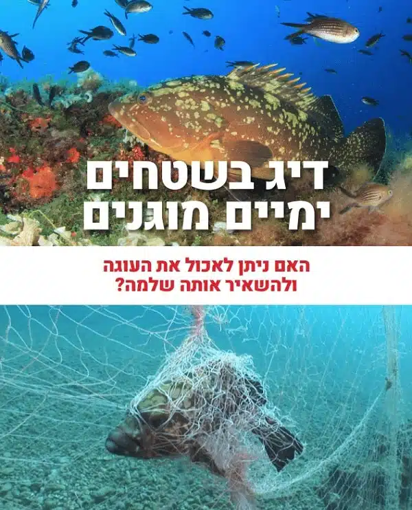דיג בשטחים ימיים מוגנים